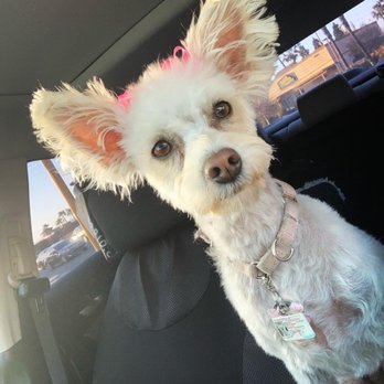 Paw House - Pet Groomers Near Me - Cypress, California Paw House - Pet Groomers Near Me - Cypress, California