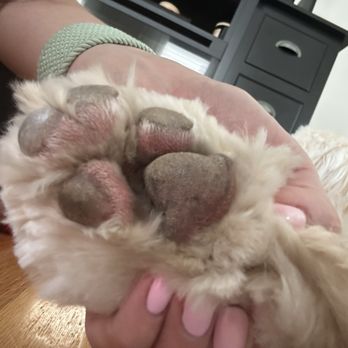 Petco - This is her paw that's also raw from grooming. - Pet Stores Near Me - Dedham, Massachusetts