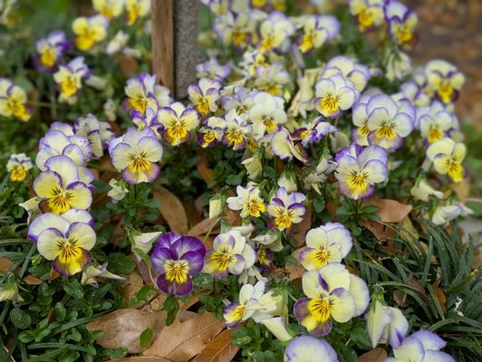 Elizabethan Gardens by null