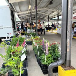 Kerrytown Market & Shops - Different plants for sale