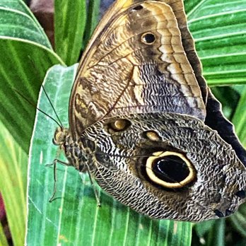 Butterfly Biosphere - Children's Museums Near Me - Lehi, Utah