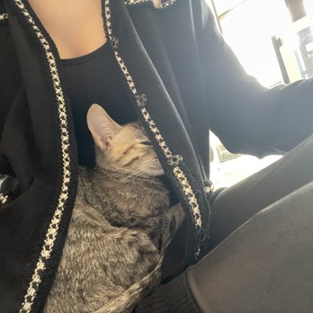 Cat & Craft - Coffee & Tea Near Me - Vista, California Cat & Craft - Coffee & Tea Near Me - Vista, California