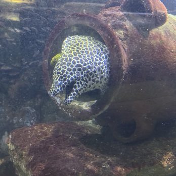 Austin Aquarium - Aquariums Near Me - Austin, Texas