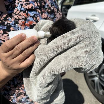 Silicon Valley Animal Control Authority - This facility rejected this sick 2 week old kitten. This is a good samaritan doing the shelters job. - Animal Shelters Near Me - Santa Clara, California