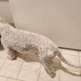 Photo of K9 Grooming | Mobile Pet Salon and Spa Services - Los Angeles
