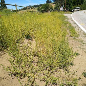 Graciano Gardening - Before - Landscaping Near Me