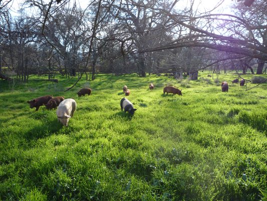 Riverdog Farm by null