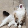 Traveling Tails Veterinary Clinic gift card
