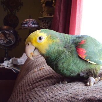 Loving Care Bird Boarding - I.m Misty. If you come to my house, I will sing to you, "I'm in the mood for love" or Twinkle Twinkle. I love to greet people. - Pet Sitting Near Me - Portland, Oregon Loving Care Bird Boarding - I.m Misty. If you come to my house, I will sing to you, "I'm in the mood for love" or Twinkle Twinkle. I love to greet people. - Pet Sitting Near Me - Portland, Oregon