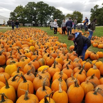 Dollinger Family Farm - Pumpkin Patches Near Me - Channahon, Illinois