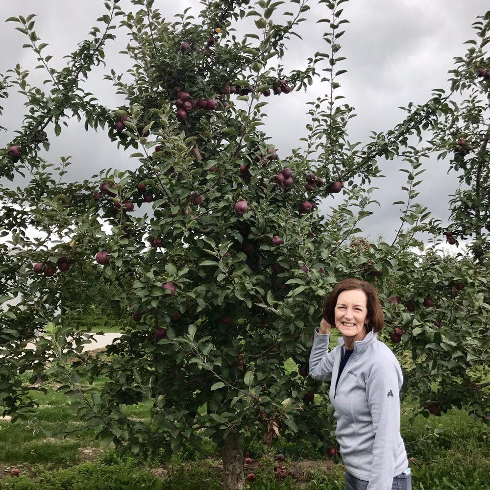 Navarino Orchard - Picking apples. - Fruits & Veggies Near Me - Syracuse, New York
