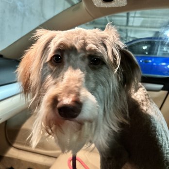Just Paws Pet Salon - Her had shaved stupidly - Pet Groomers Near Me - West St. Paul, Minnesota