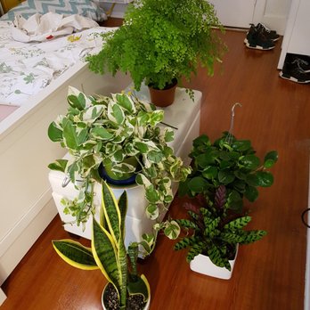 Rainbow - Snake plant, pothos, fern, pepperonia and rattle snake (clockwise). - Nurseries & Gardening Near Me - Rosemead, California Rainbow - Snake plant, pothos, fern, pepperonia and rattle snake (clockwise). - Nurseries & Gardening Near Me - Rosemead, California