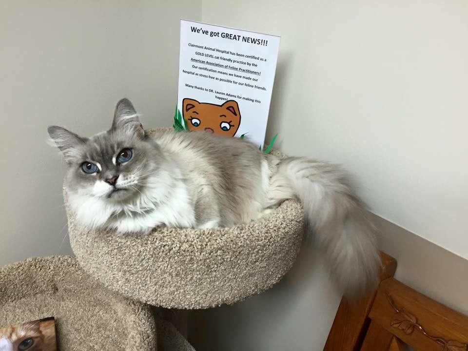 Clairmont Animal Hospital - pet boarding facility in Decatur, GA