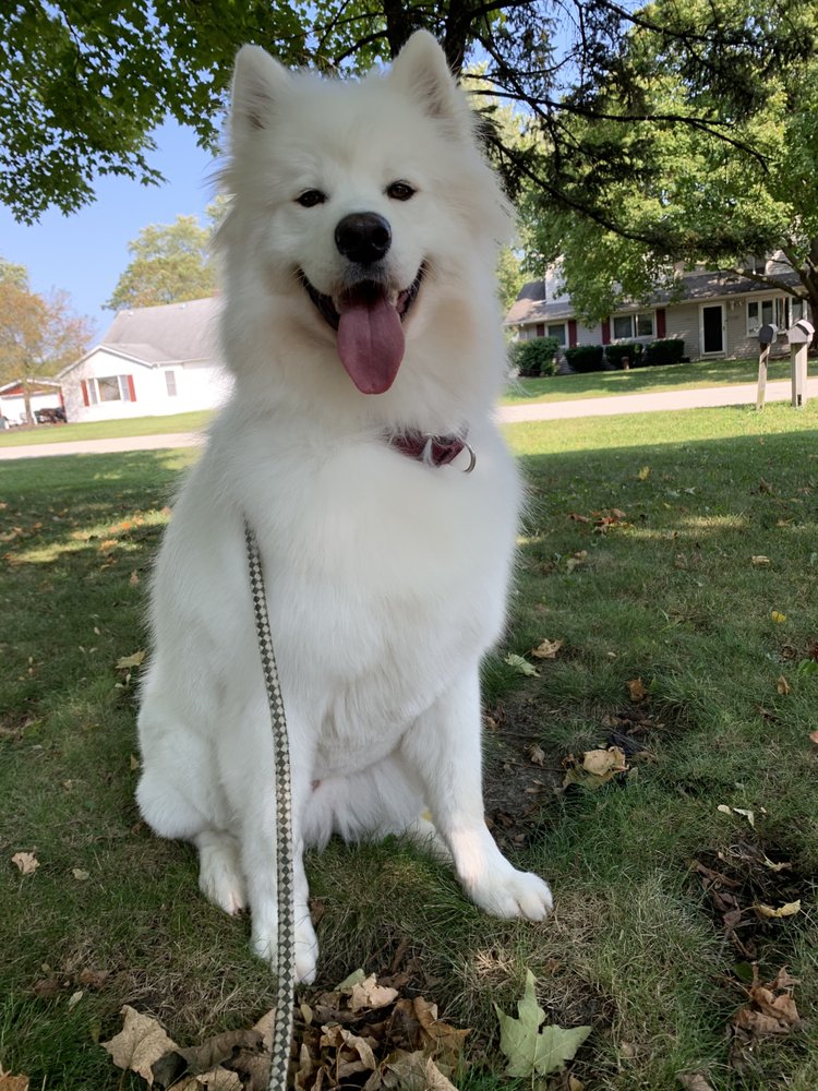 GROOMING NOOK Updated September 2024 13 Reviews 16711 Oak Park