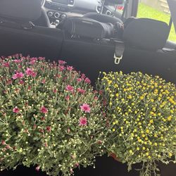 Jacavone Garden Center