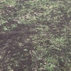 Tuff Green Lawn Care  Services