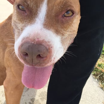 WAGS Pet Adoption - Sweet and silly Cilla - Animal Shelters Near Me - Westminster, California WAGS Pet Adoption - Sweet and silly Cilla - Animal Shelters Near Me - Westminster, California