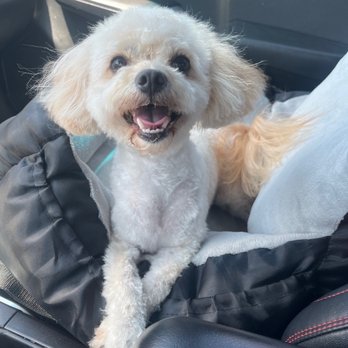 G G Grooming - After - Pet Groomers Near Me - Garden Grove, California