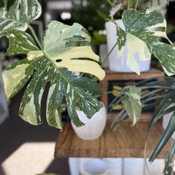 Lakewood Plant Company