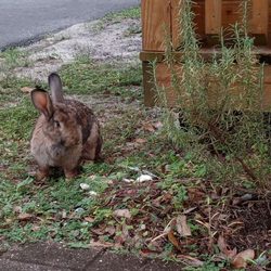 Divine Grace Healing - Resident domesticated rabbit that moved to the property.  This property is peaceful and safe, so it remains with us.