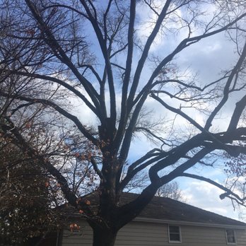 Coffey & Son Tree Service - a tree with no leaves - Tree Services Near Me - Castle Shannon, Pennsylvania Coffey & Son Tree Service - a tree with no leaves - Tree Services Near Me - Castle Shannon, Pennsylvania