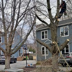 Lee’s Tree Service