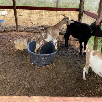 Gunstock Ranch - There's a small petting zoo nearby. - Horseback Riding Near Me - Laie, Hawaii Gunstock Ranch - There's a small petting zoo nearby. - Horseback Riding Near Me - Laie, Hawaii