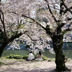 All Japan Tours - Hiroshima peace memorial park
