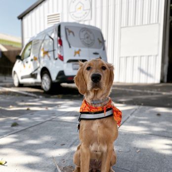 Bow Wow Bungalow - @goldenlaney in the front - Pet Sitting Near Me - Burbank, California