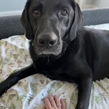Grass Roots Rescue - Foster Genna - Pet Adoption Near Me