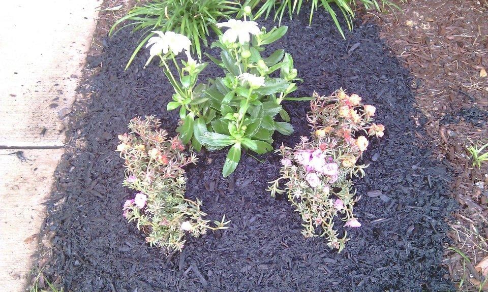 Visionary Lawn Services - veterans service organization in Nashville, TN