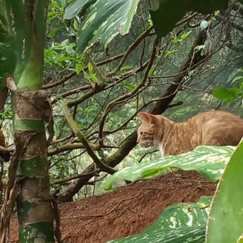 Nu'uanu Pali State Wayside - Kitteh eyeballin' a chicken dinner? - Parks Near Me Nu'uanu Pali State Wayside - Kitteh eyeballin' a chicken dinner? - Parks Near Me