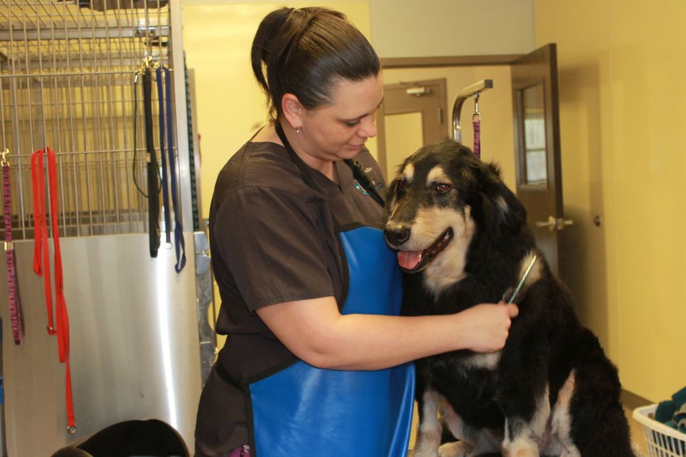 FAYETTEVILLE ANIMAL HOSPITAL 56 Photos & 12 Reviews Veterinarians
