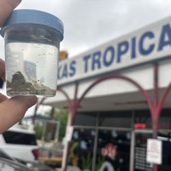Texas Tropical & Marine - Emerald crabs and a shrimp