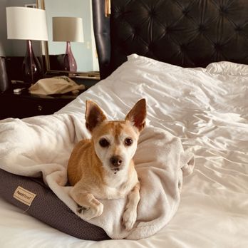 Claremont Resort & Club - Mia relaxing in bed - Hotels Near Me - Berkeley, California Claremont Resort & Club - Mia relaxing in bed - Hotels Near Me - Berkeley, California