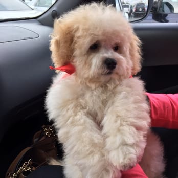 PetSmart - This is the after of our puppy! Bright eyed and fluffy! Perfect!! - Pet Stores Near Me - Ontario, California PetSmart - This is the after of our puppy! Bright eyed and fluffy! Perfect!! - Pet Stores Near Me - Ontario, California