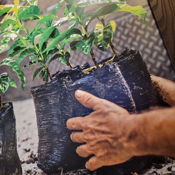 Starbucks - a person holding a plant in a black pot - Coffee & Tea Near Me - Lakeville, Minnesota