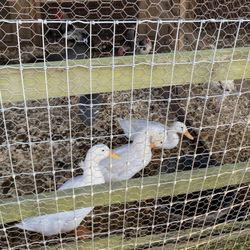 Old Baker Farm - Ducks
