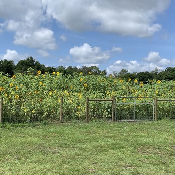 HarvestMoon Fun Farm - Attraction Farms Near Me - Masaryktown, Florida
