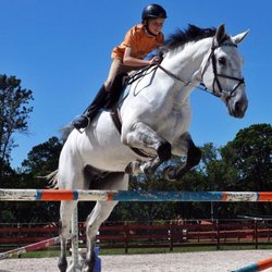Seacrest Show Stables - One of our Jumpers available