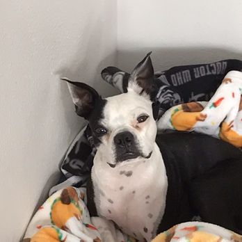 Doggin' Around Daycare - Pet Sitting Near Me - Ventura, California