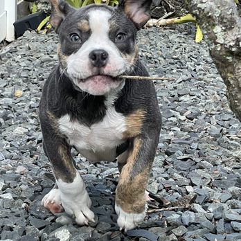 whyyougotta jealous - Pet Breeders Near Me whyyougotta jealous - Pet Breeders Near Me