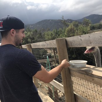 Ostrichland USA - Attraction Farms Near Me - Solvang, California Ostrichland USA - Attraction Farms Near Me - Solvang, California