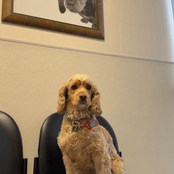 VCA ASEC - Bean was waiting for Dr. Sean Yoshimoto ( a well respected top internist). Thank you for seeing our rescued . - Emergency Pet Hospital Near Me - Los Angeles, California