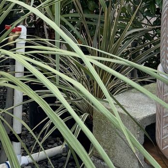 Tony's Garden Center - Cordyline & Cordyline Torbay dazzler - Nurseries & Gardening Near Me - Portland, Oregon Tony's Garden Center - Cordyline & Cordyline Torbay dazzler - Nurseries & Gardening Near Me - Portland, Oregon