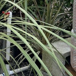 Tony's Garden Center - Cordyline & Cordyline Torbay dazzler