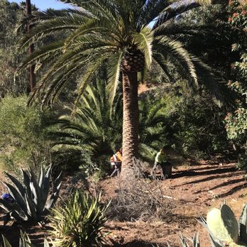 ArborCare Tree Care - Canary Palm - Tree Services Near Me ArborCare Tree Care - Canary Palm - Tree Services Near Me
