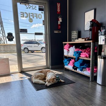 Rod's Japanese Auto Care - One of the two greeters who are making sure we feel at home hahah! Also Snacks, coffee , clean restrooms - Auto Repair Near Me - Bellingham, Washington Rod's Japanese Auto Care - One of the two greeters who are making sure we feel at home hahah! Also Snacks, coffee , clean restrooms - Auto Repair Near Me - Bellingham, Washington