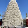 Photo of Tumbleweed Christmas Tree